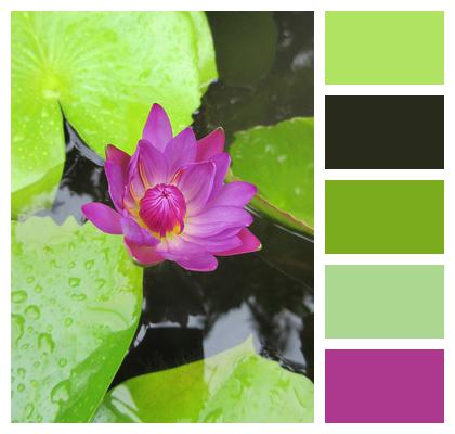 Pond Water Lily Environment Image